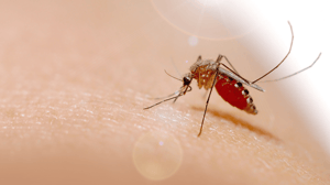 IBSA Foundation_pelle sintetica zanzare