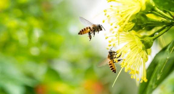Electricity from bees changes the surrounding climate