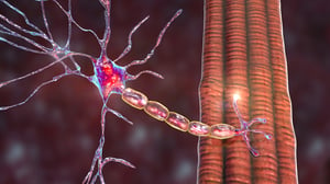 Motor neuron connecting to muscle fiber
